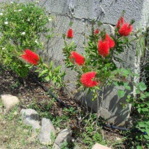 Callistemon
Myrtaceae