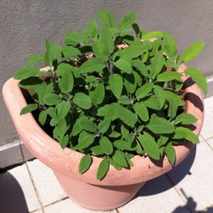 Salvia (04Maggio)