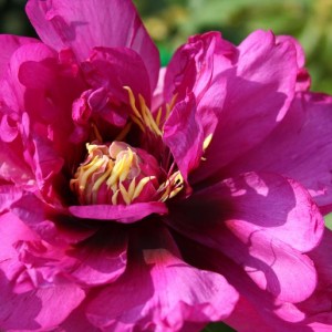 Peonia ibrido di Itoh Morning Lilac