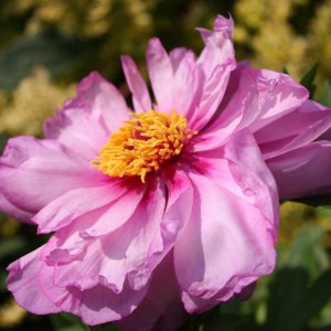 Peonia  ibrido di Itoh First Arrival