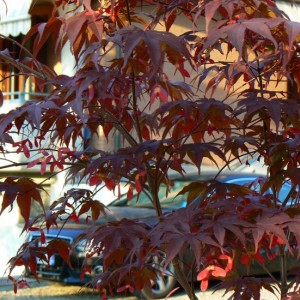 acer palmatum fireglow