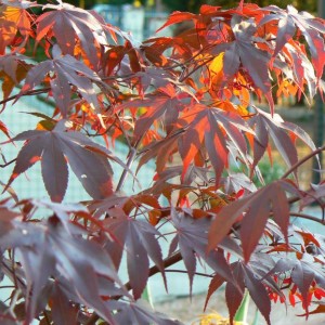 acer palmatum fireglow