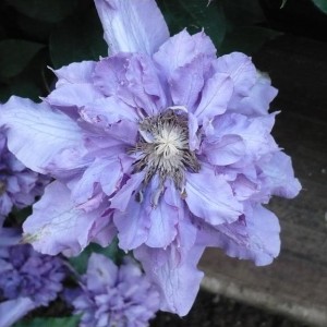 Clematis