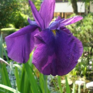 iris laevigata 3