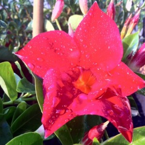 Mandevilla (Sundevilla)