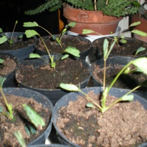 Mimosa pudica fase notturna