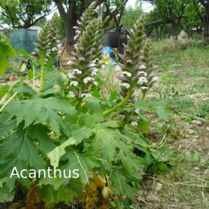 Acanthus L famiglia delle Acanthaceae,