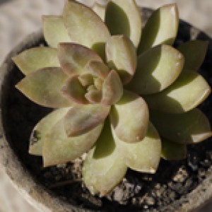 Sedum nussbaumeranum