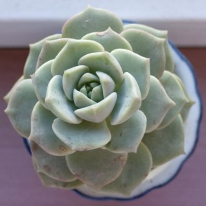 echeveria lilacina.