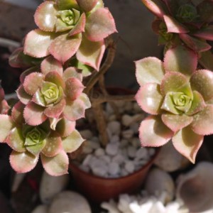 Aeonium kiwi2: