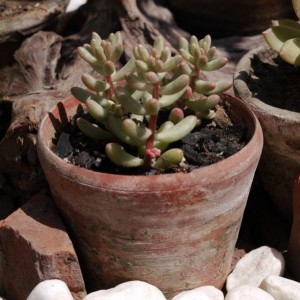 sedum pachyphyllum.