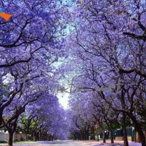 Jacaranda mimosifolia