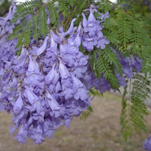 Jacaranda mimosifolia Foto da catalogo