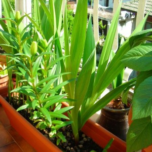 lilium e gladioli...