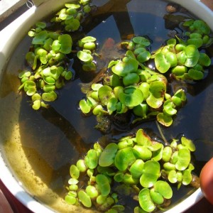 vi ricordate il mio piccolo gliglio d'acqua???.....è cresciuto il piccolo!!!