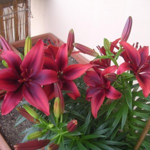 Lilium 3