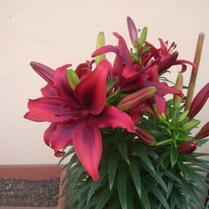 Lilium 6