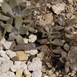 a sinistra: graptoveria 
a destra: graptosedum bronze vera higgins.