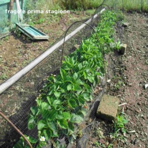 Fragole "mara de bois"