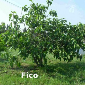 Il fico comune (Ficus carica L.)
potato e rigermogliato