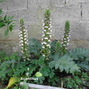 Acanthus L famiglia delle Acanthaceae