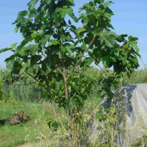 fico comune bianco (Ficus carica L.)