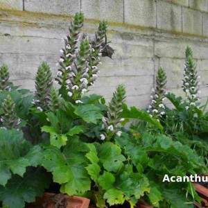 Acanthus L. famiglia delle Acanthaceae
 
http://it.wikipedia.org/wiki/Acanthus