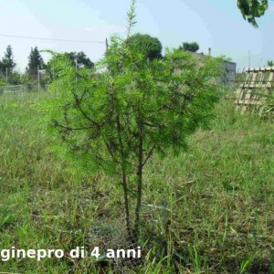 Juniperus communis L. Ginepro comune nero sardo