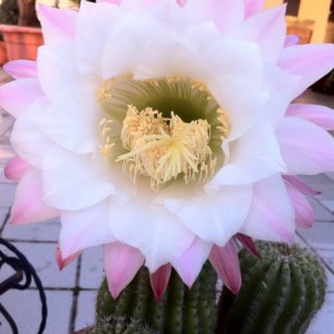 Trichocereus schickendantzii