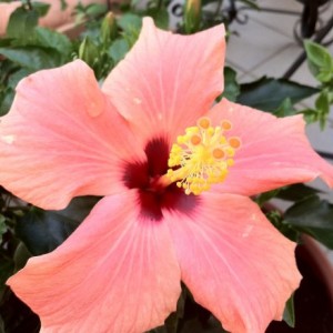 Hibiscus2