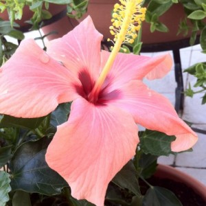 Hibiscus