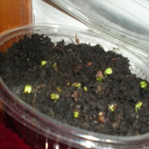 Germogli di Jacaranda mimosifolia