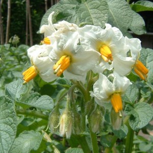 Fiori patate