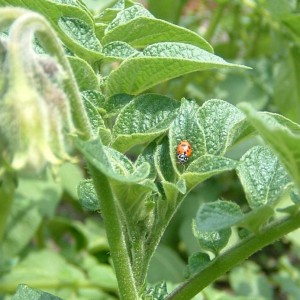 Coccinella e patate