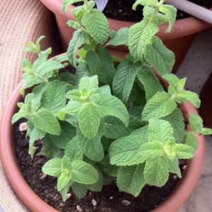 Menta alla fragola