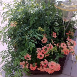 VasoneA (Gelsomino, Verbena, Rosmarino, Solanum jasminoides)