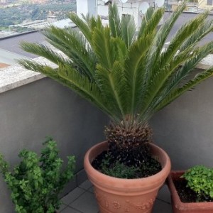 Cycas