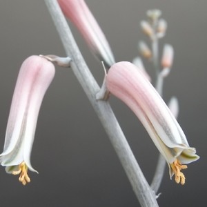 somaliensis  fiore