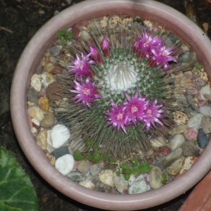 Mammillaria spinosissima cv. Un Pico