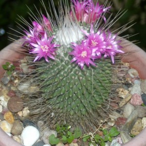 Mammillaria spinosissima cv. Un Pico