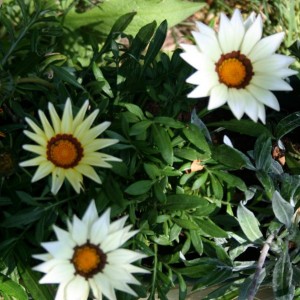 gazania