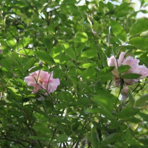 rosa rampicante