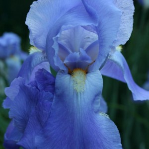 iris