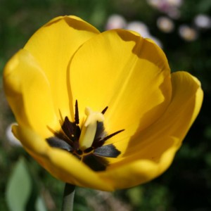 tulipa