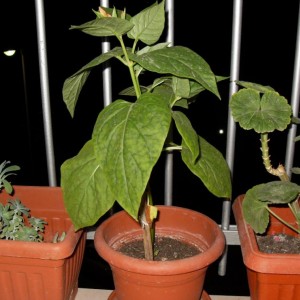 Mirabilis jalapa