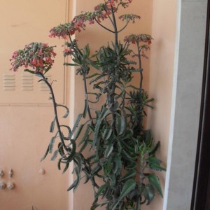 Kalanchoe daigremontiana