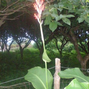 Canna indica