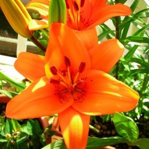 lilium arancio