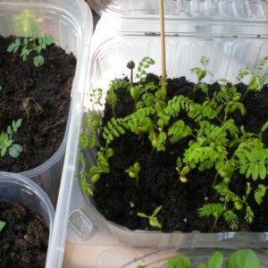 A sinitra Jacaranda mimosifolia al centro Abrus precatorius a destra Caesalpinia pulcherrima