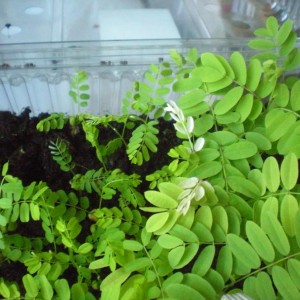 A sinistra Abrus precatorius , a destra Caesalpinia pulcherrima